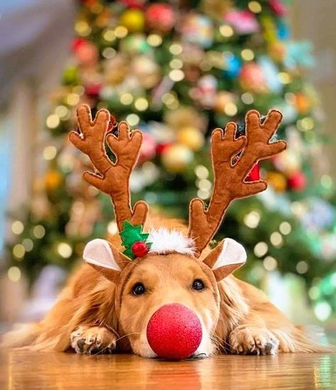 Christmas Dog Photography, Christmas Pet Photos, Whatcha Doin, Dog Christmas Photos, Dog Christmas Pictures, Golden Retriever Christmas, Dog Xmas, Xmas Pictures, Dog Christmas Card