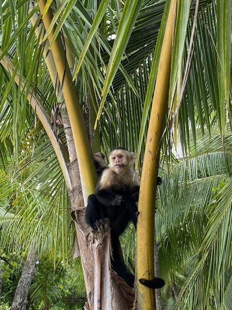 Costa Rica School Trip, Costa Rica Monkeys, Costa Rica Turtles, Costa Rica Volunteer, Costa Rica Travel Pictures, Monkey Aesthetic, Zoo Aesthetic, Costa Rica Hiking, Costa Rica Aesthetic