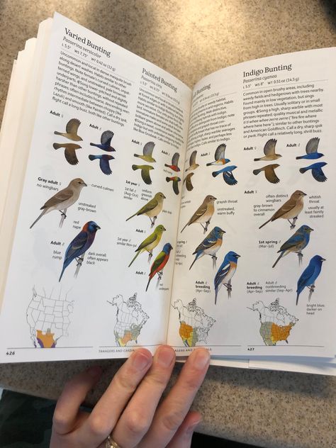 Sibley Birds West: Field Guide to Birds of Western North America: Sibley, David Allen: 9780307957924: AmazonSmile: Books Field Guide Aesthetic, Cottage Core Posters, Wildlife Biology, Field Journal, David Allen, Western Books, Wildlife Biologist, Field Work, Guided Imagery