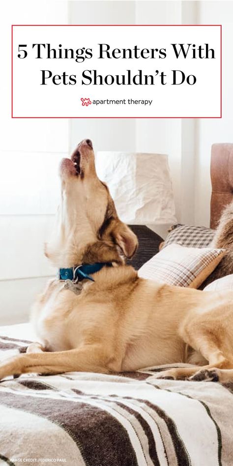 Here are find five common ways your pets are damaging your apartment—and what you can do to make sure you get your security deposit back while renting. #pets #rentershacks #apartmentliving #rentfriendlytips #petcare #apartmentideas Apartment Pet Ideas, Apartment With Dog Ideas, Apartment Living With Dogs, Dog Friendly Apartment Ideas, Pet Friendly Apartment Ideas, Dogs Apartment Living, Apartment Dog Hacks, Dog In Apartment, Apartment Dog Ideas