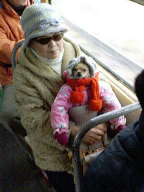 He was cold Chihuahua Love, 귀여운 동물, Cute Funny Animals, I Love Dogs, Dog Love, Animals And Pets, Funny Dogs, Other People, Animal Pictures