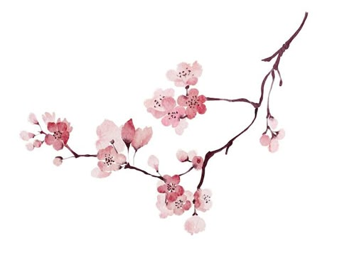 Vector watercolor cherry blossom sakura ... | Premium Vector #Freepik #vector #sakura-background #blossom #blossom-background #floral-illustration Plum Blossom Art, Sakura Background, Sakura Illustration, Cherry Blossom Illustration, Cherry Blossom Photography, 2024 Tattoo, Branch Painting, Sakura Branch, Blossom Background