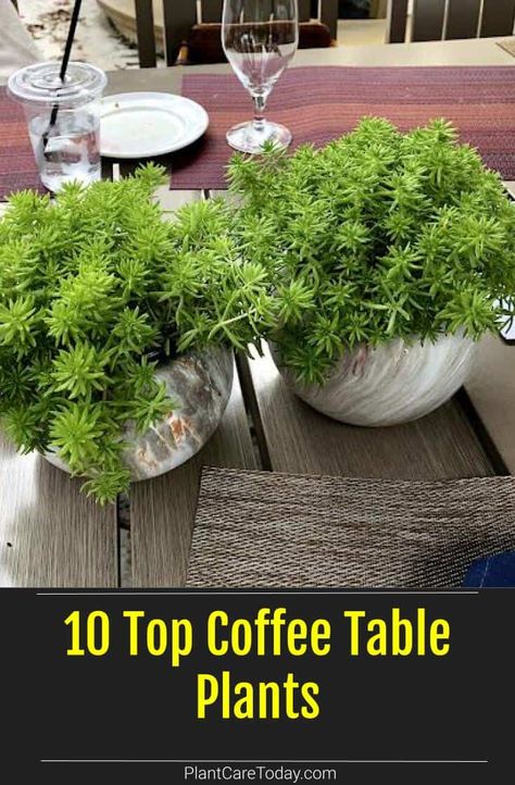 Plants are great centerpieces for a dash of green and style to your coffee table and living room. Here are a few of the top coffee table plants we've rounded up. Plant For Coffee Table, Kitchen Table Plant Centerpiece, Plants On Dinning Room Table, Indoor Plants Table Decor, Indoor Plants Centerpiece, Outdoor Table Plant Centerpieces, Potted Plant On Dining Table, Plants For Table Centerpiece, Table Top Planters