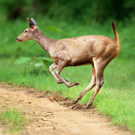 Sambar Deer (Rusa unicolor) / Cerf sambar / Image by Bharat Goel from 500px Sambar Deer, Strange Animals, Weird Animals, Reptiles, Kangaroo, Deer, Animals