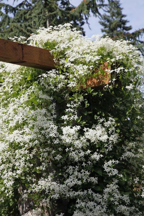 Sweet Autumn Clematis Sweet Autumn Clematis, Autumn Clematis, Clematis Vine, Garden Vines, Garden Wallpaper, Plant Photography, Plant Wallpaper, Climbing Vines, Plant Aesthetic