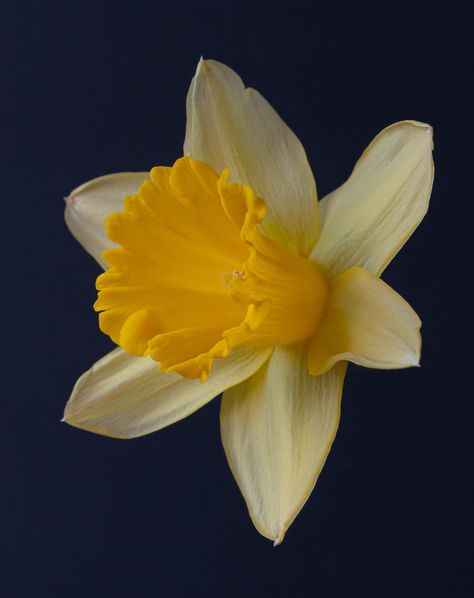 Sunshine... #Daffodil #Floralphotography #Lovenature #Springtime #Blessed Daffodils Aesthetic Vintage, Daffodil Flower Photography, Daffodil Flower Aesthetic, Daphodil Flower, Daffodils Aesthetic, Daffodil Quilt, Daffodil Photography, Girls Bedroom Mural, Daffodil Design