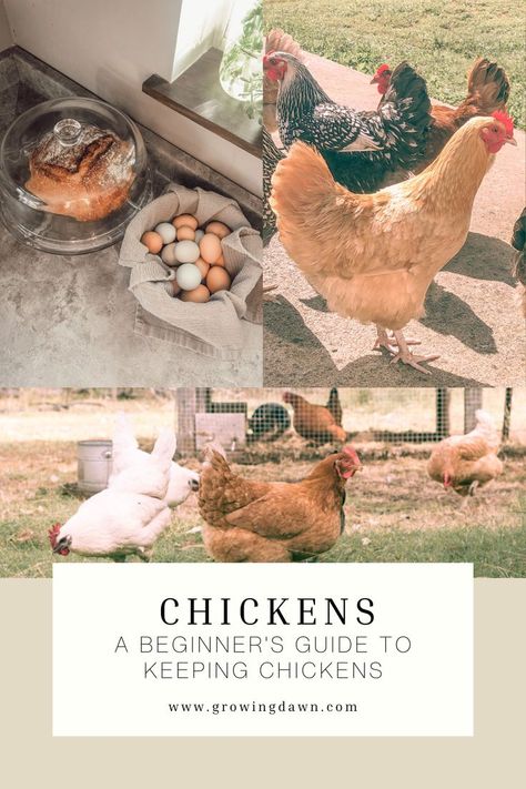 Chickens In Backyard, Keeping Backyard Chickens, How To Free Range Chickens, Getting Chickens For The First Time, Chicken Owners First Time, Taking Care Of Chickens For Beginners, Getting Started With Chickens, Dogs And Chickens, Daily Chicken Routine