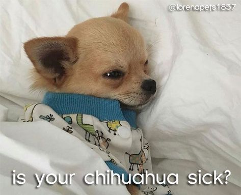 symptoms and signs of a sick chihuahua: know when to see a veterinarian! | famous chihuahua Pictures Of Chihuahuas, Psy Chihuahua, Baby Chihuahua, Lovely Pictures, Image Chat, Chihuahua Lover, Cute Chihuahua, Chihuahua Love, Chihuahua Puppies