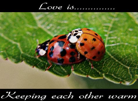 https://flic.kr/p/uoMh9C | Ladybugs | Lady (man)bugs in love mood....i guess Bugs In Love, In Love Mood, Me And Him, Love Mood, Cool Bugs, I Love My Wife, Chicken Nuggets, Love Bugs, Love You So Much