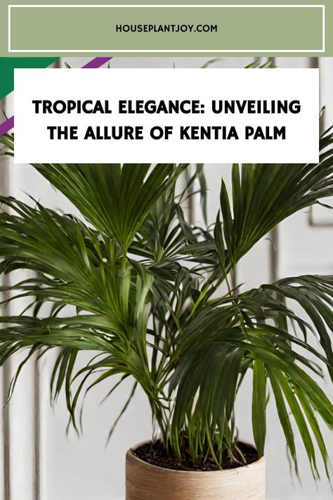 Explore the captivating world of Kentia Palms - your ticket to creating a haven of greenery with this iconic and elegant indoor plant. #TropicalTreasures #BotanicalBeauty #GreenThumb #PlantLover Kentia Palm, Spider Mites, Botanical Beauty, Indoor Plant, Tropical Paradise, Grow Your Own, Plant Lover, Green Thumb, Indoor Plants