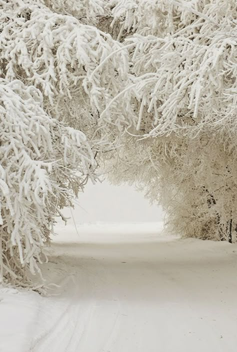 Holiday Boutique, I Love Snow, Winter Szenen, Snow Covered Trees, I Love Winter, Foto Tips, Winter Love, Winter Scenery, Winter Magic