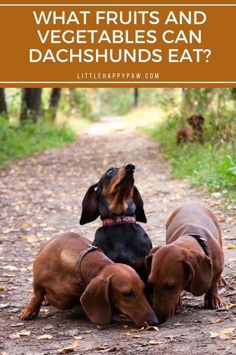 Dachshund Care Tips, Dachshund Tips, Dachshund Facts, Dog Clicker Training, Daschund Dog, Dachshund Puppy Training, Daschund Puppies, Dapple Dachshund Puppy, Dachshund Training