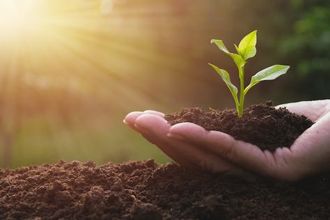 Agriculture Photography, Soil Testing, Ground Cover Plants, Soil Health, Plant Roots, Organic Matter, Growing Plants, Garden Planning, Agriculture