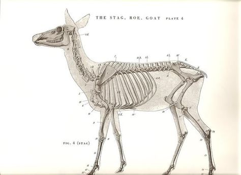 Deer Anatomy, Anatomy Pictures, Deer Skeleton, Skeletal Structure, Animal Skeleton, Scientific Drawing, Anatomy Bones, Skeleton Anatomy, Male Figure Drawing