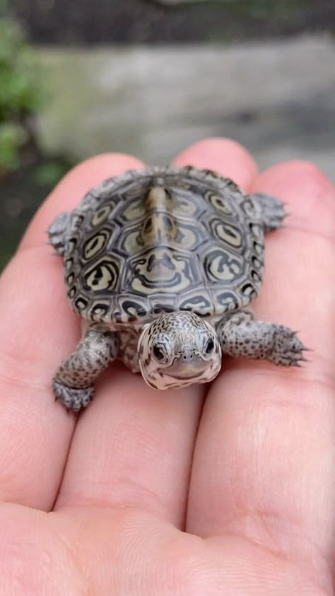 aquamike23 on Instagram: Turtle Tuesday’s simply aren’t enough! Here are some beautiful hatchlings, one for each day of the week 🙃 Which is your favorite? 👋🏼🐢 #cute… Pet Turtle Aesthetic, Turtle Pet, Musk Turtle, Tortoise Tattoo, Turtle Cute, Baby Tortoise, Baby Sea Turtles, Mini Turtles, Pet Turtle