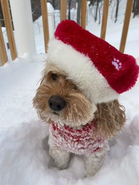 Widget Christmas Aesthetic, Winter Aesthetic Pfp, Winter Aesthetic Widget, Christmas Aesthetic Warm, Christmas Dog Pfp, Aesthetic Christmas Pfp, Christmas Snow Aesthetic, Christmas Asthetics Photos, Christmas Dog Aesthetic