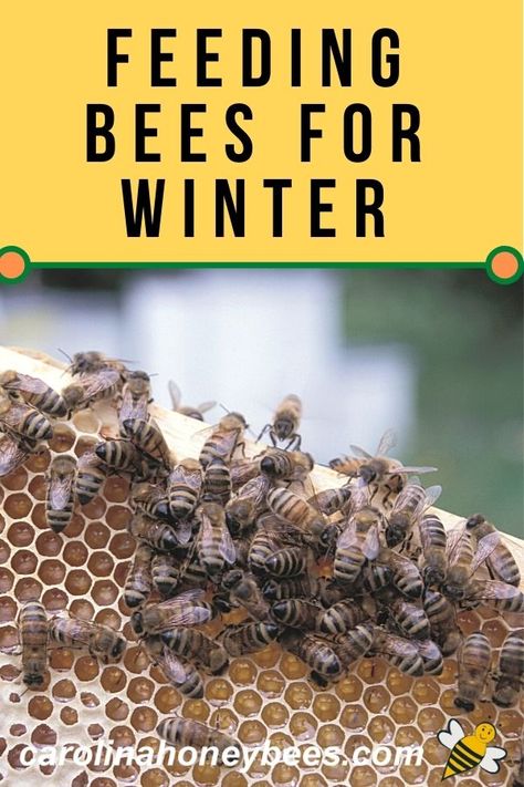 Diy Beekeeping, Honey Facts, Jessica Michibata, Backyard Beehive, Honey Bee Facts, Feeding Bees, Flow Hive, Bee Things, Beekeeping For Beginners