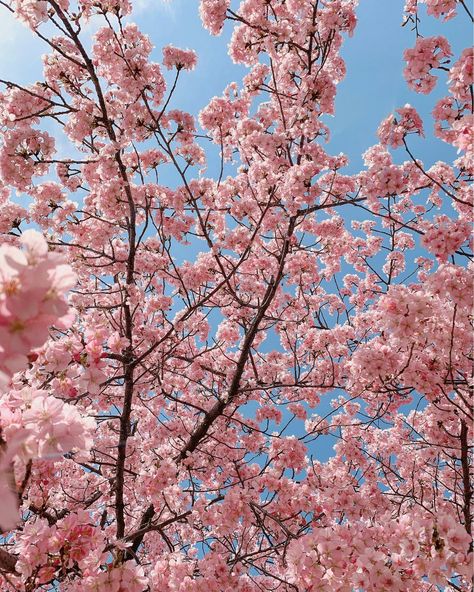 Cherry Blossom Pictures, Cherry Blooms, Japan Cherry Blossom, Cherry Blossom Wallpaper, Cherry Blossom Japan, Sunny Sky, Japan Holidays, Iconic Wallpaper, Cherry Blossom Festival