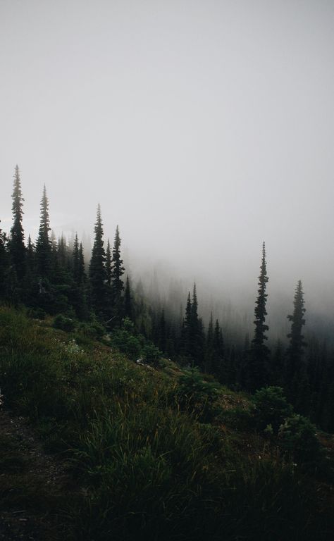 This moody, forest photo was taken at Mount Rainier National Park on a 2 month road trip across the United states! This foggy photo will work perfectly in your bedroom, living room, kitchen, or anywhere you please. The monotoned colors of this photograph makes it extremely versatile and very ready to be a part of your home! All photos are taken by me, printed through a reliable service, and packaged and shipped by me. All photos are metallic prints, making them better quality, harder to tear, and last longer. I hope this new addition to your collection inspires you to see the beauties of this world yourself! Grunge Forest Aesthetic, Forest Cabin Aesthetic, Deep Green Aesthetic, Foggy Nature, Pacific Northwest Forest, Woods Aesthetic, Moody Forest, Moody Nature, Moody Photography