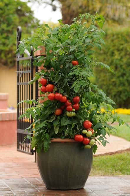 Patio Tomatoes, Grow Tomatoes Indoors, Tomatoes In Pots, Gardening Tomatoes, Tomatoes In Containers, Growing Tomato Plants, How To Grow Tomatoes, Tomato Growing, Growing Tomatoes In Containers