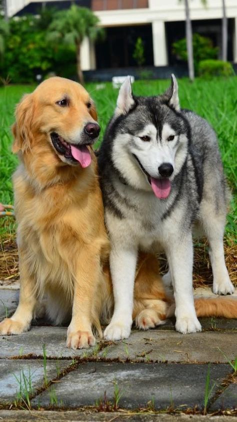 Dog Breeds That Get Along With Huskies | Dog Facts | Siberian Husky Aesthetic | Siberian Huskies Puppy Aesthetic Alaskan Malamute German Shepherd, Burmese Mountain Dog Puppy, Golden Retriever Australian Shepherd, Golden Husky, German Shepherd Golden Retriever, Golden Retriever Husky, Cute Husky Puppies, Husky Puppies, Cute Husky