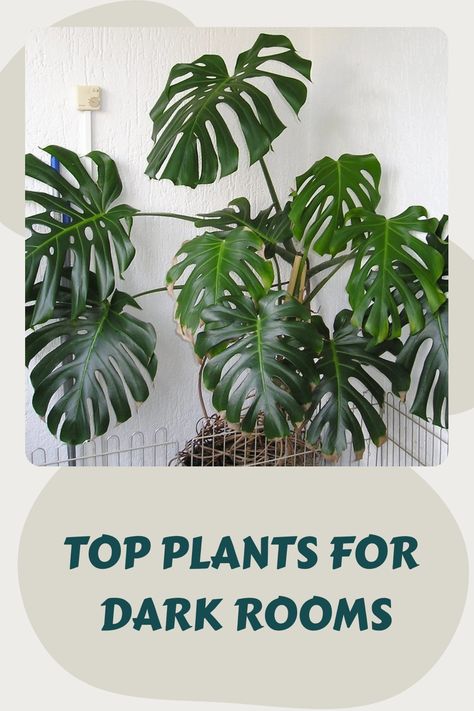 Monstera plant with large, glossy leaves thriving in a dimly lit room. Text: "Top plants for dark rooms". Indoor Plants That Don’t Need Sunlight, Plants That Need No Sunlight, Dark Room Plants, Dark Apartment Brighten, Zero Light Indoor Plants, Low Light House Plants, Low Light Indoor Plants, Indoor Palms, Cast Iron Plant