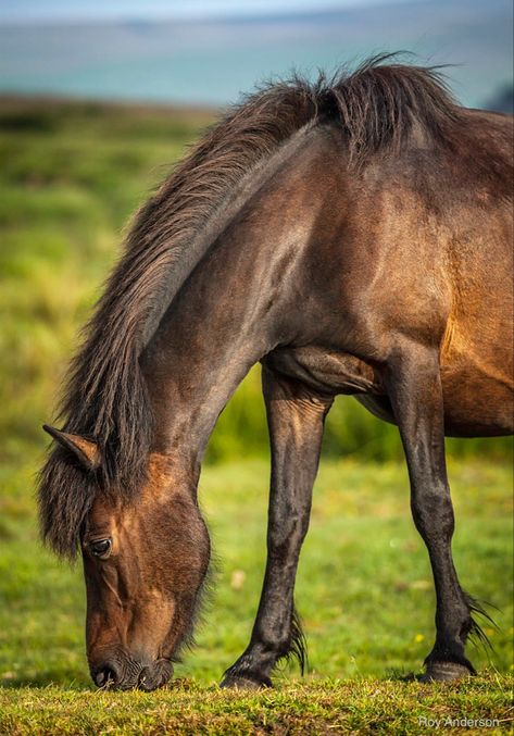 Dartmoor Pony, Star Stable, New Forest, Beautiful Horses, The Pretty, Ponies, Drawing Reference, The Wind, Have Fun