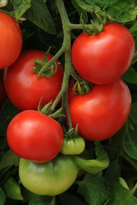 Freezing Tomatoes | How to Freeze Tomatoes | HGTV Freezing Cherry Tomatoes, How To Freeze Tomatoes, Freezing Fresh Herbs, Freezing Tomatoes, Harvest Storage, Cucumber Dip, Preserving Tomatoes, Freezing Zucchini, Freezing Vegetables