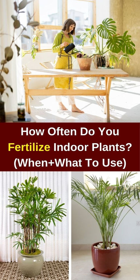 Fertilizing House Plants, Fertilizer For Indoor Plants, Fertilizer For Plants, What To Use, Indoor Plant, Types Of Plants, All Plants, Indoor Garden, Fertility