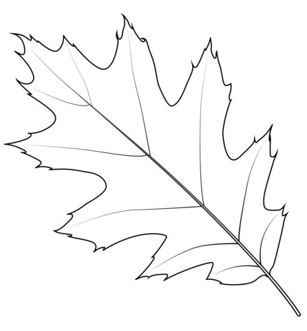 Red Oak Leaves, Red Oak Tattoo, Red Oak Leaf Tattoo, Oak Leaf Drawing, Oak Leaf Tattoo, Oak Leaf Tattoos, Northern Red Oak, Leaf Sketch, Fall Decorations Diy