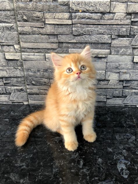 Kitten, cute kitten, persian cat, orange cat Ginger Persian Cat, Roadtrip Playlist, Orange Persian Cat, Orange Kitten, Persian Kitten, Cat Orange, Orange Kittens, Kitten Cute, Dream's Cat