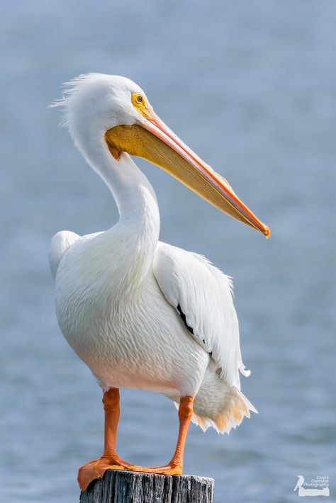 White Pelican Photos, Pelican Drawing, Pelican Photos, White Pelican, Pelican Art, Bird Painting Acrylic, Shorebirds, Bird Artwork, Big Bird