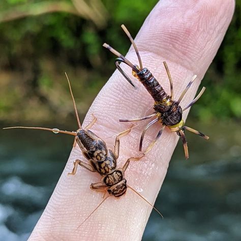 Fly Fishing Photography, Aquatic Insects, Trout Recipes, Fishing Photography, Saltwater Flies, Salmon Flies, Fishing Apparel, Best Match, Fly Shop