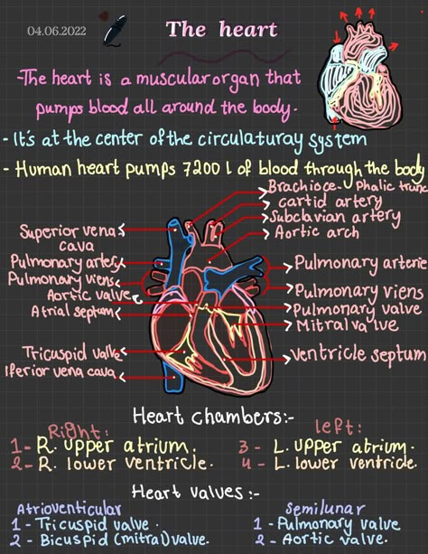 Cardiac System Anatomy, The Heart Diagram Notes, Anatomy Of The Heart Aesthetic, The Heart Anatomy Notes, Anatomy Of The Heart Notes, Heart Structure Notes, Human Heart Notes Class 10, Anatomy Of Heart Notes, Heart Notes Anatomy