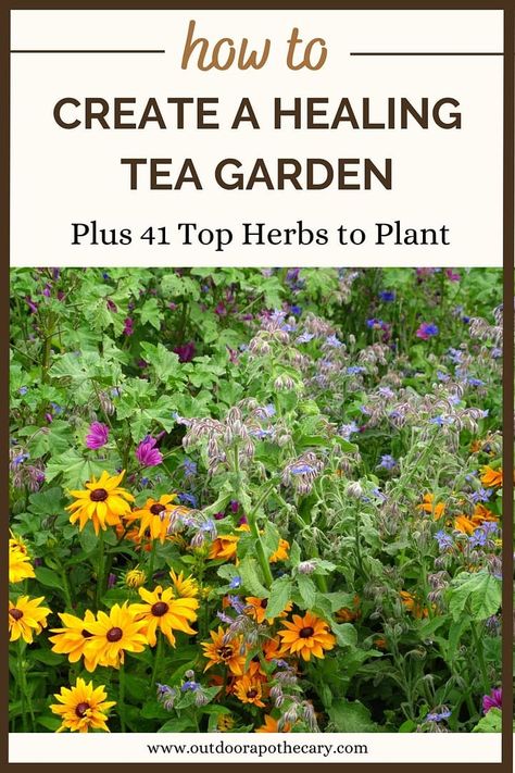 Medicinal Herb Container Garden, Diy Tea Garden, Herbal Tea Garden Plants, Herbal Tea Garden Design, Herbs For Tea Garden, Herbs To Plant In The Fall, List Of Medicinal Herbs, Herbs To Grow For Tea, Tea Plants To Grow