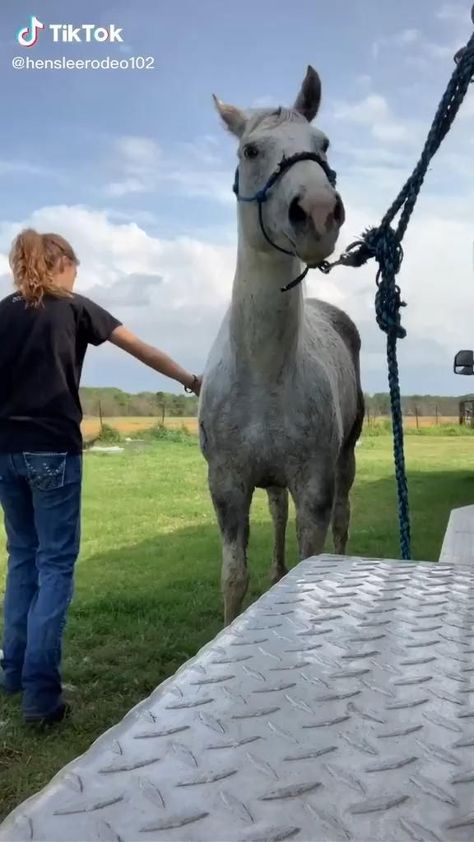 Forest Oaks Equestrian, Horse Videos Funny, Horse Fails, Horses Videos, Funny Videos Hilarious, Funny Horse Pictures, Funny Horse Videos, How To Build Confidence, Funny Horses