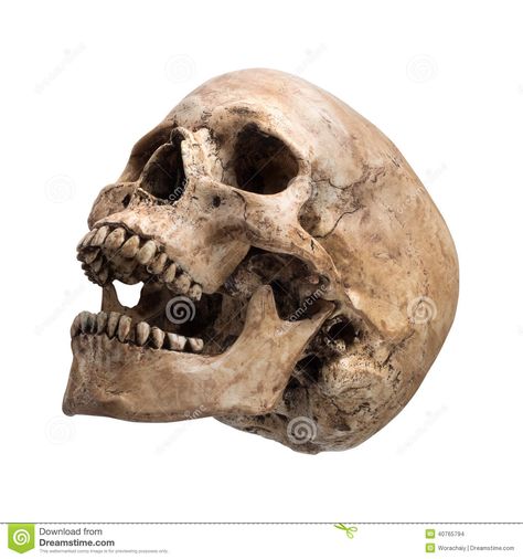 Sidetview Human Skull Open Mouth Isolated - Download From Over 27 Million High Quality Stock Photos, Images, Vectors. Sign up for FREE today. Image: 40765794 Skull Open Mouth, Skull Side View, Skull Profile, Skull Anatomy, Skull Reference, Skull Model, Skull Sketch, Oldest Human, Tattoo Reference