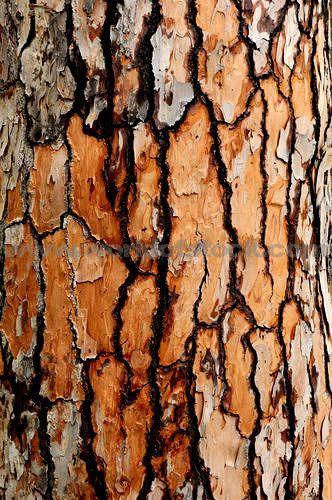 Foto Macro, Tree Bark Texture, Bark Texture, Picture Tree, Texture Inspiration, Texture Photography, Trendy Tree, Natural Form, Textures And Patterns