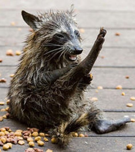 Cheezburger Image 9174941440 Getting Wet, Soaking Wet, Animal Stories, Racoon, Unique Animals, Sloth, Cat Memes, Animal Pictures, Lion Sculpture