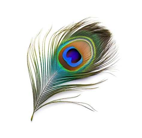 Peacock Feather Pictures, Feather Of Peacock, Peackok Feather Aesthetic, Peacock Feather Photo, Pecoke Feather Peacock Art, Morpich Image, Peacock Feathers Drawing, Picoke Bird, Pictures Of Peacocks