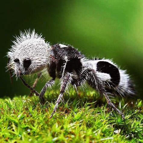 The velvet panda ant #animals #nature #photography Funny Pictures Of Kids, Pictures For Boyfriend, Cats Funny Pictures, Weird Looking Animals, Poodle Moth, Bizarre Animals, Insect Species, Creepy Crawlers, Animal Reference