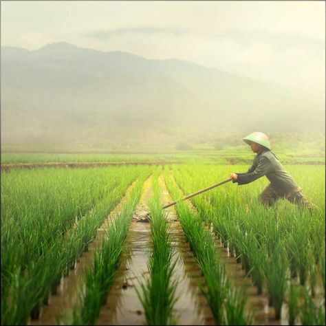 Rice Paddy, Rice Field, Farm Photography, East Indies, Rice Terraces, East Java, We Are The World, Village Life, Growing Food