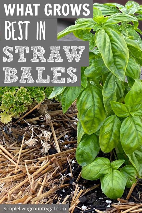 Best Veggies To Grow, Hay Bale Gardening, Strawbale Gardening, Veggies To Grow, Best Veggies, Potato Gardening, Small Trees For Garden, Unique Planters, Straw Bale Gardening