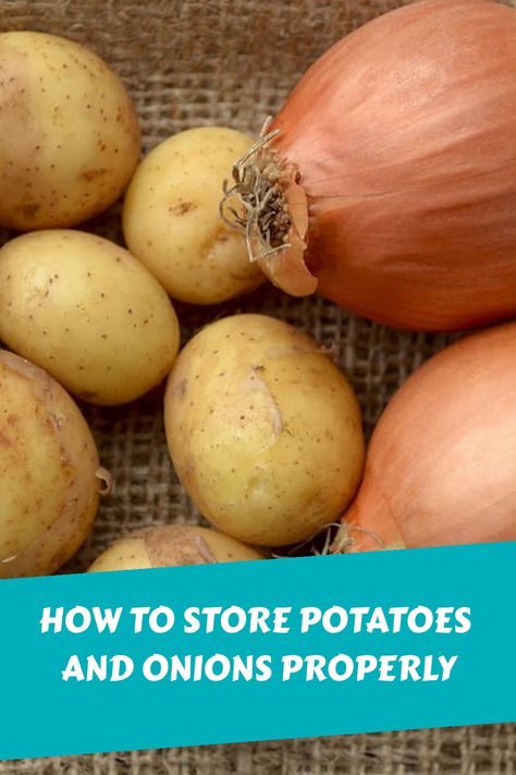 Potatoes and onions are two of the most commonly used ingredients. While we use them almost daily, there’s a lot about these vegetables that we might not know. For instance, do you know how long potatoes and onions can last and whether or you can store them in the same container? Potato And Onion Storage Ideas Pantry, How To Store Potatoes And Onions In Pantry, Storing Potatoes And Onions In Pantry, Storing Onions And Potatoes In Kitchen, How To Store Potatoes In Pantry, Best Way To Store Potatoes And Onions, Storage Ideas For Potatoes And Onions, Store Onions And Potatoes In Kitchen, How To Store Onions And Potatoes