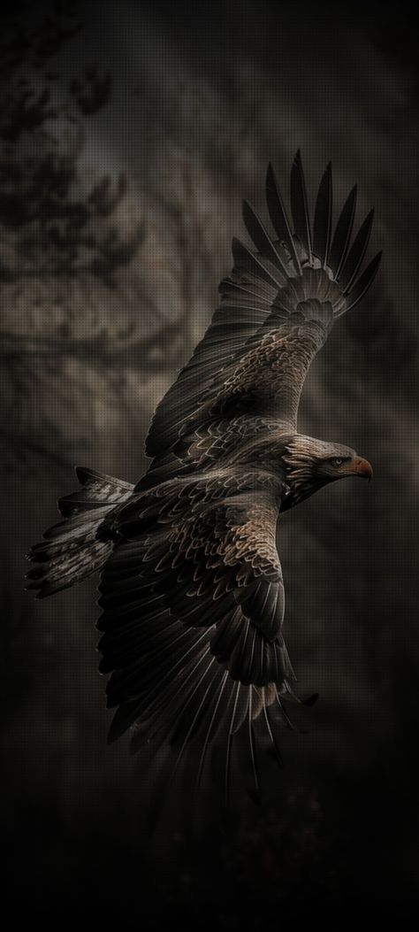 Eagle Black Wallpaper, Egale Dark Wallpaper, Dark Nature Wallpaper Iphone, Call Background Wallpaper Samsung Hd, Black Eagle Wallpaper, Dangerous Wallpaper Hd, Hd Images Photography, Iphone Wallpaper Animals, Eagle Wallpaper Hd