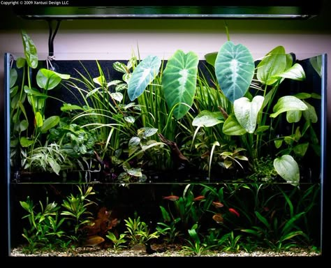 Paludarium Vivarium, Aquascape Ideas, Fish Aquarium Decorations, Wabi Kusa, Fish Tank Themes, Aquarium Garden, Fish Tank Terrarium, Aquascape Design, Underwater Plants