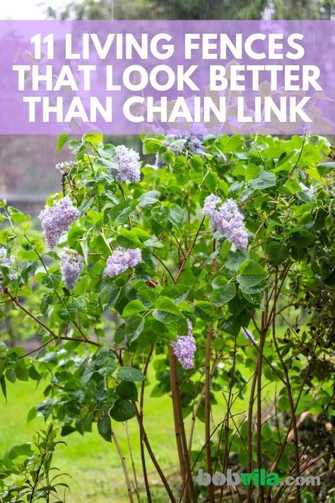 11 Living Fences That Look Better Than Chain Link - Bob Vila Living Fences, Good Neighbor Fence, Flower Fence, Fence Plants, Green Fence, Privacy Plants, Natural Fence, Flowering Bushes, Living Fence