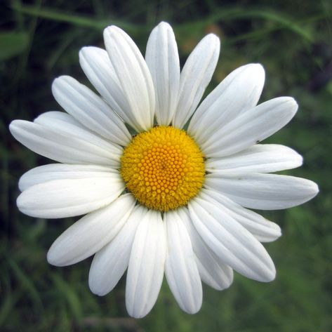 close-up photography of white Daisy flower, oxeye daisy, oxeye daisy oxeye daisy close-up photography white Daisy oxeye  daisy white  flower leucanthemum vulgare #nature #daisy #flower #plant #summer #petal #close-up #white #2K #wallpaper #hdwallpaper #desktop Ox Eye Daisy, Yellow Flower Wallpaper, Oxeye Daisy, Duck Tattoos, Mini Toile, Daisy Tattoo, Daisy Wallpaper, Flower Close Up, Mata Hari