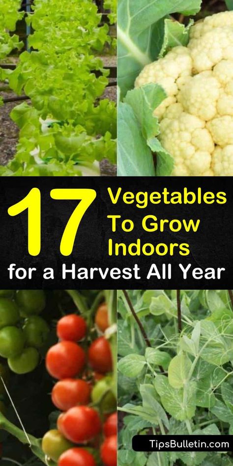 Indoor Veggie Garden Diy, Small Greenhouse Indoor, Indoor Container Gardening, Grow Tent Vegetable Garden, Growing Tumeric In Containers, Best Vegetables To Grow In Pots, Indoor Edible Garden, Vegetables To Grow Indoors, Indoor Kitchen Garden