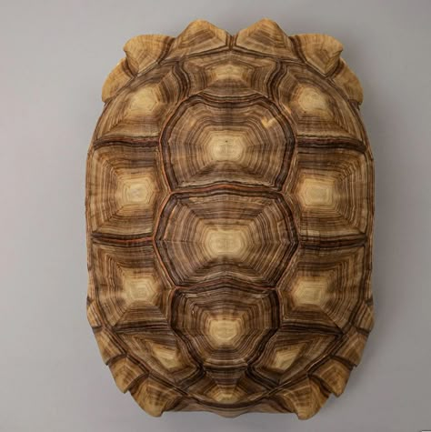 Turtle Shell Aesthetic, Tortoise Shell Drawing, Tortoise Shell Tattoo, Tortoise Skeleton, African Tortoise, Tortoise Art, Tortoise Drawing, Tortoise Tattoo, Sea Turtle Shell